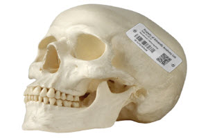 Identification for Anatomical Specimens